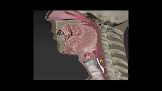 The ABCs of videofluoroscopy of swallowing [upl. by Needan448]