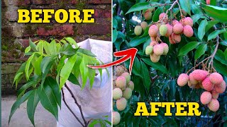 How To Grow Lychee Plant At Home In Pot IN HINDI Lychee Plant Growing At Home With Care Tips [upl. by Zul]