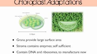 Plant Cell Structure [upl. by Kristie252]