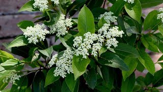 Lil Ditty Viburnum ðŸŒ¿ Garden Answer [upl. by Assylem923]