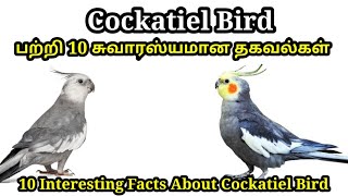 Top 10 Intersting Facts About Cocktail Bird In Tamil [upl. by Cresa]