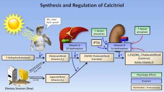 Calcium and Phosphate Metabolism [upl. by Taka]