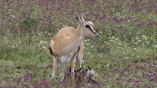 Traumatic birth of Thomsons gazelle in Ngorongoro Crater Tanzania [upl. by Auqinahc519]