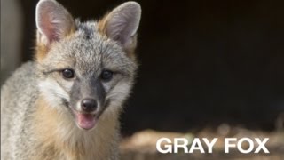 Creature Feature Gray Fox [upl. by Freed]