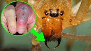 Most VENOMOUS Spiders Around The World [upl. by Aronek]