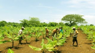 Starting a Business  How to Start a Business Banana Farm and Banana Plantation [upl. by Thesda]