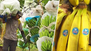 How Do Bananas Grow and End Up in the Store [upl. by O'Reilly]