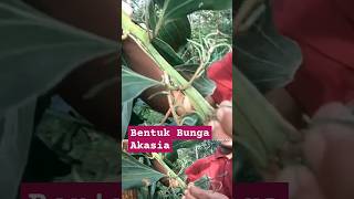 BENTUK BUNGA AKASIA Acacia mangium [upl. by Donnie185]