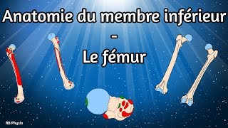 Anatomie du membre inférieur  Le fémur [upl. by Mali]