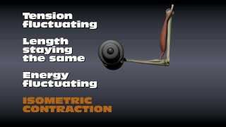 Muscle Contraction Types [upl. by Leisam9]