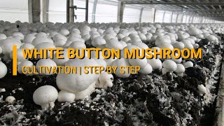 White Button Mushroom Cultivation Agaricus bisporus  DMR Solan [upl. by Eittol333]