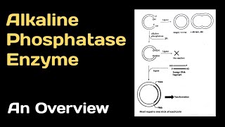 Alkaline Phosphatase Enzyme An Overview [upl. by Naujuj]