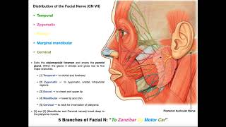 Radial Nerve Anatomy  Everything You Need To Know  Dr Nabil Ebraheim [upl. by Okramed]