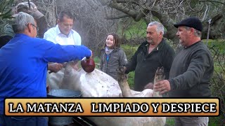 TRADICIÓN quot LA MATANZA quot 2020  LIMPIADO Y DESPIECE DEL CERDO [upl. by Aekal382]