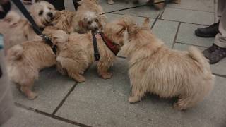 Norwich Terrier Meet Up [upl. by Eked735]