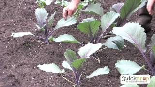 How to Grow Cabbage  A Step by Step Guide [upl. by Rahman496]