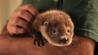 Reintroducing The Elusive Otter  Wild Rescue  BBC Earth [upl. by Larner619]