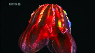 BBC Deep Sea Bioluminescence on Prefuse 73s Digan Lo [upl. by Nylzaj]