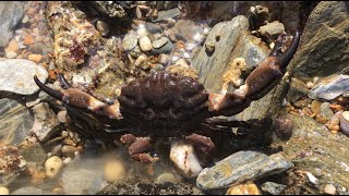 Coastal Foraging  Rock Pooling for Crabs Cockles Prawns Seaweeds and Shellfish  The Fish Locker [upl. by Ardnuas]