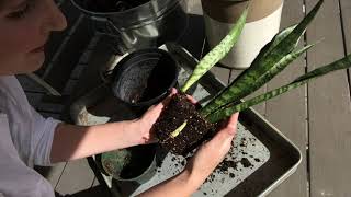 How to repot snake plant [upl. by Melac]