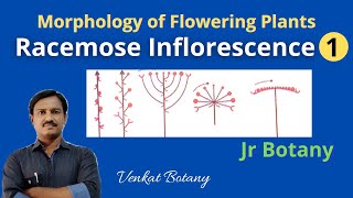 Racemose Inflorescence 1  Morphology of flowering Plants  Jr Botany [upl. by Mir]