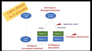 Homologous Orthologous Paralogous Analogous Homeologous sequences and alleles [upl. by Schram]