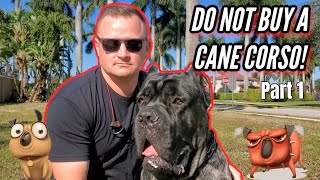 CANE CORSO  SHOULD YOU GET ONE Part 1 [upl. by Alusru249]