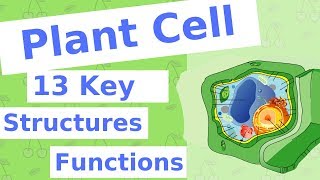 The Plant Cell  13 Key Structures [upl. by Hgalehs]