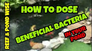 HOW TO ADD BENEFICIAL BACTERIA TO YOUR POND THE RIGHT WAY [upl. by Wendolyn]