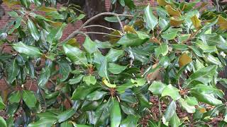 Southern magnolia Magnolia grandiflora  Plant Identification [upl. by Enirehs821]