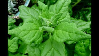 New Zealand Spinach All you wanted to know [upl. by Pressman776]