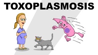 Toxoplasmosis  Plain and Simple [upl. by Adaj]