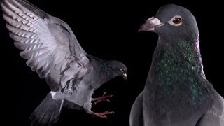 Slow Motion Pigeon Clap  BBC Earth Explore [upl. by Lutero763]