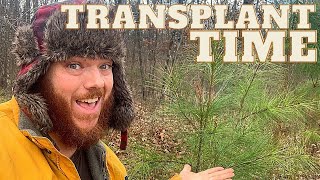 How To TRANSPLANT Pine Trees Do It NOW [upl. by Creedon975]