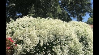 Sweet Autumn Clematis [upl. by Knitter]