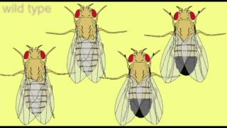 GENETICS Drosophila MUTANTS [upl. by Akenahc950]