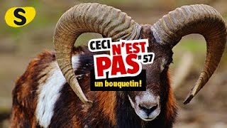 Ceci nest pas un bouquetin 57 [upl. by Htiekal]