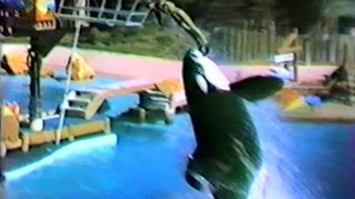 The complete 1981 SHAMU show SeaWorld Florida [upl. by Jenkins]