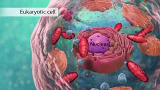 Biology Cell Structure I Nucleus Medical Media [upl. by Kosaka]