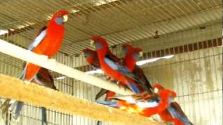 Parrot Facts  Crimson Rosella aviary [upl. by Isador]