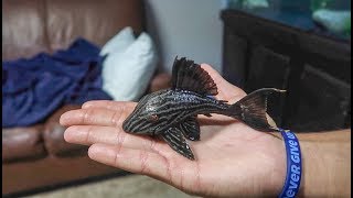 The RARE ROYAL PLECOSTOMUS FISH [upl. by Jayne]