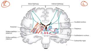 Basal Ganglia amp Dopaminergic Pathways for the USMLE Step 1 [upl. by Prinz727]