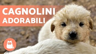 CAGNOLINI Adorabili e Divertenti 🐶 Video di Cuccioli Tenerissimi [upl. by Cosmo]