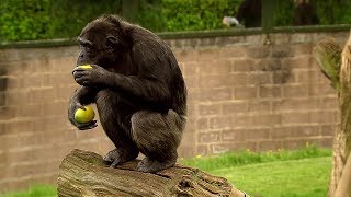 Chimp Learns to Trade  Extraordinary Animals  BBC Earth [upl. by Amak]