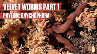 Pet Velvet Worms Onychophora Part 1 [upl. by Nner]