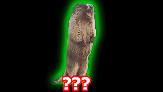 14 Marmot Screaming Sound Variations in 29 Second [upl. by Ihcelek]