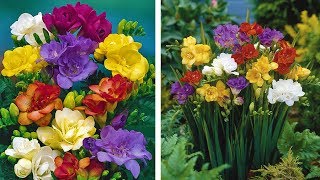 How to Grow Freesias Summer Garden Guide [upl. by Ettennal]