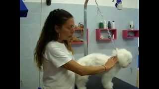 Come spazzolare il cane tutorial [upl. by Arikehs]