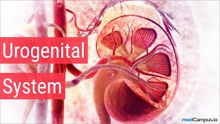 Embryology Urogenital System [upl. by Shetrit]