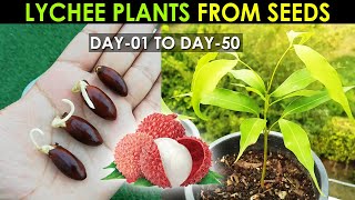 LYCHEE Plant Seed Germination  How to Grow Lychee Plant from Seed By SproutingSeeds [upl. by Doraj800]